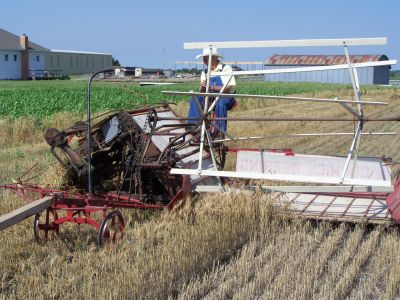 Wheat Harvest 011