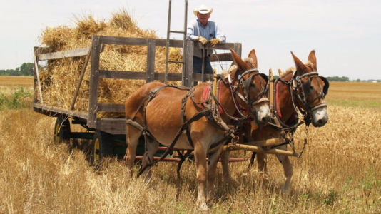 cropped-mule-drawn-wagon1.jpg